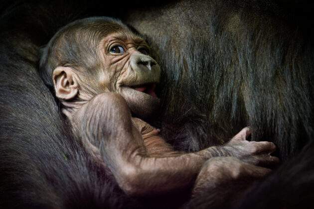 Mládě samice Kijivu, které se narodilo v Zoo Praha 12. dubna