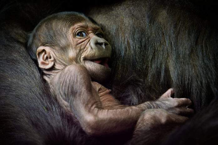 Mládě samice Kijivu, které se narodilo v Zoo Praha 12. dubna