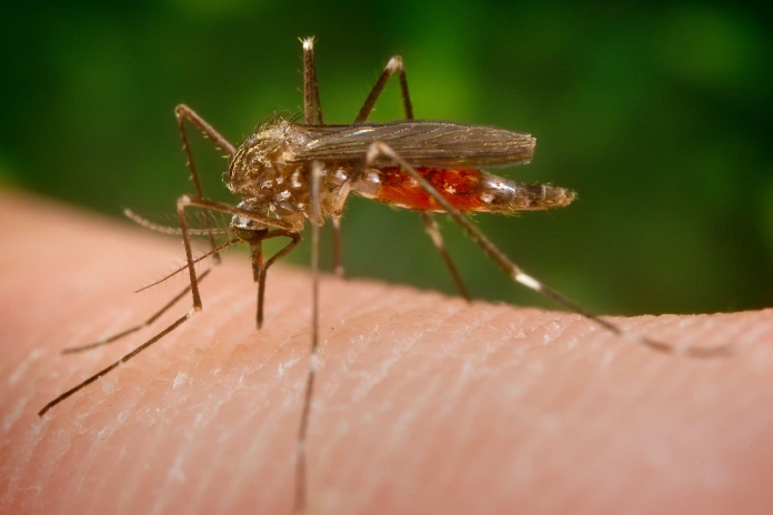 Komár japonský (Aedes japonicus)