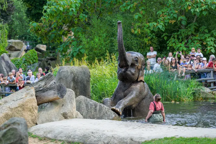 Zájemci se mohou hravou formou seznámit se slony indickými v Zoo Praha